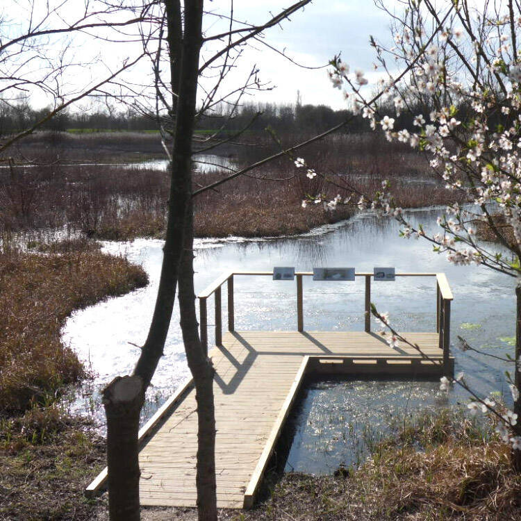 balade marais de brain
