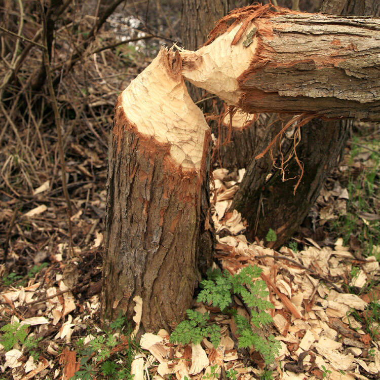 bois rongé de castor