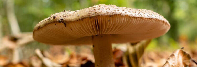 champignon