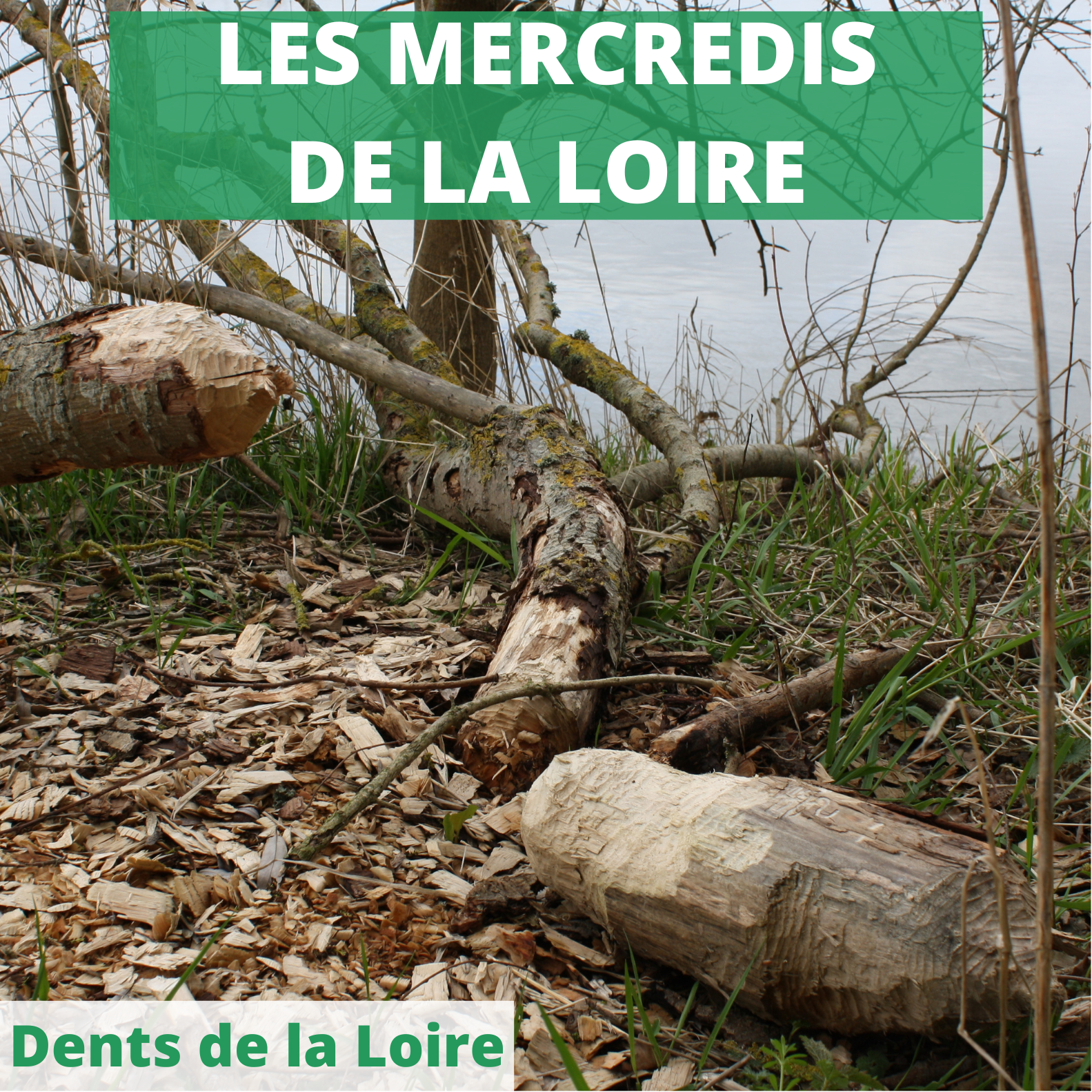 Les dents de la Loire
