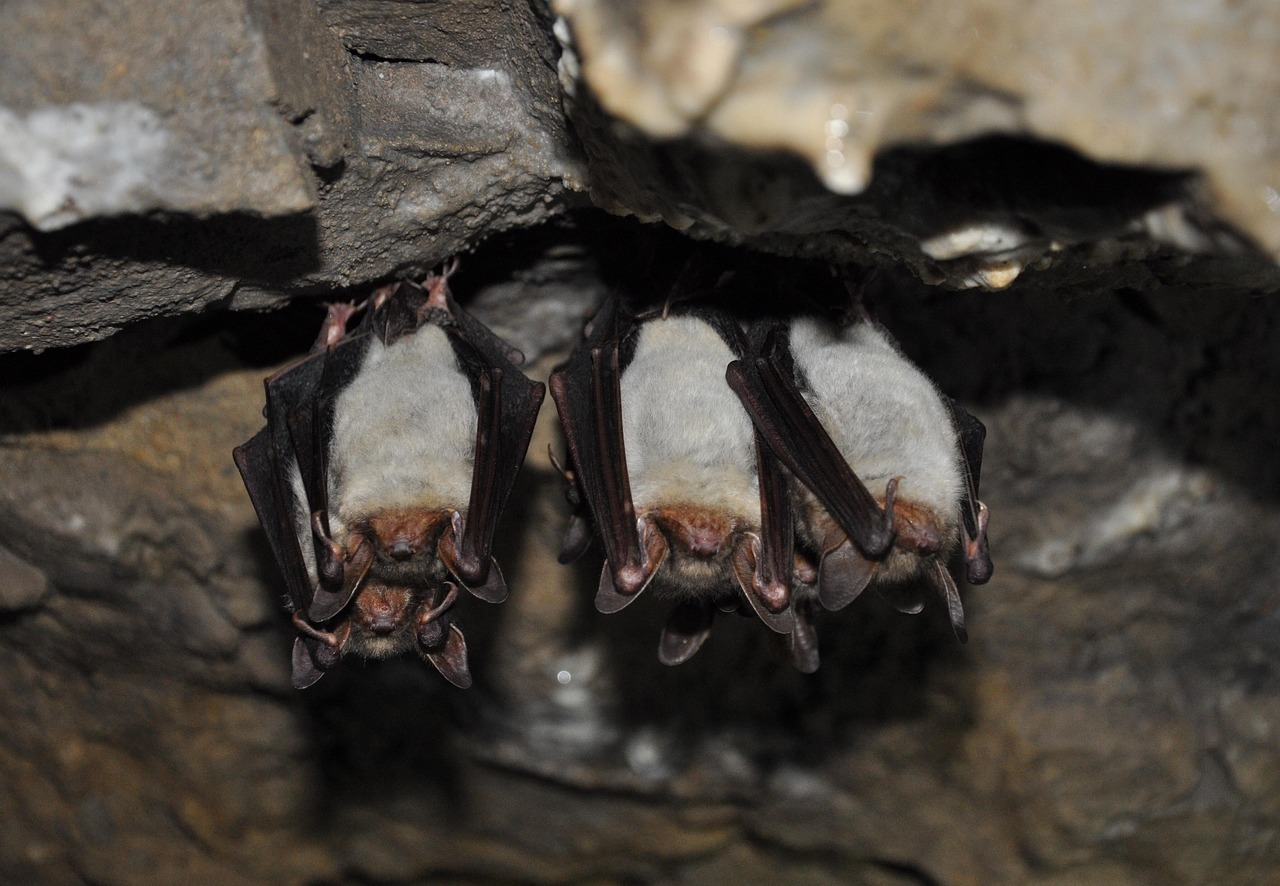Nuit de la chauve souris (libre de droit)