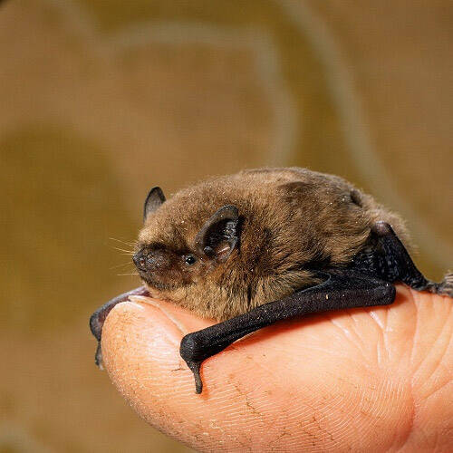 chauve souris