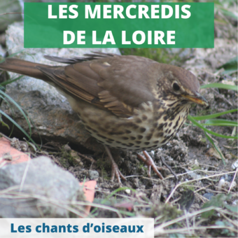 Chants d'oiseaux (02-05)
